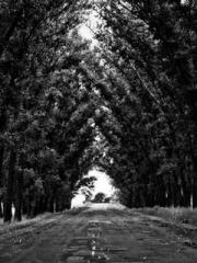 Super husband Lin Xi