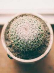 Become a big shot in