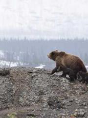 My Sweet Wife: The C