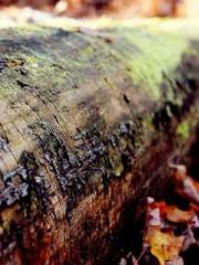 The Return of the Su