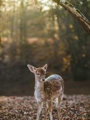 Fāng Chénlín Xuěyán