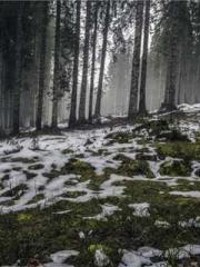 The Wife of My Heart